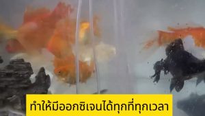 รุ่นใหม่ พกพา ปั๊มออกซิเจน ใช้งานได้ยาวนาน 110ชั่วโมง ปั๊มออกซิเจนตู้ปลา รูคู่ หัวชาจต์ USB ออกซิเจนตู้ปลา ปั้มลมขนาดเล็ก พกพา อ็อกซิเจนพกพา เครื่องออกซิเจน ออกซิเจนกุ้ง ปั๊มลมออกซิเจน