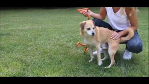 Dog leash Pet Dog Adjustable Nylon Rope Training Hand Holding Rope Dog leash training leash slip lead strap adjustable