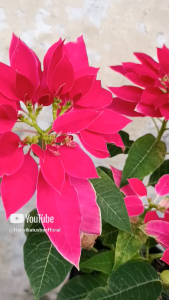 tanaman hias bunga kastuba warna pink panta