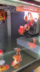 HOKKY Colour Max Pelet Pakan Ikan Koki Koki Goldfish - 100 gram