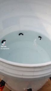 Chicken Water Drinkers Red or Yellow bowl (with nut included) 50pcs