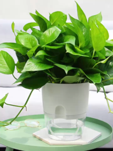 Lazy Self-watering Flowerpot Automatic Water Absorption/Succulent Aquaculture/Hydroponic Flowerpot