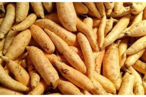 ubi madu Cilembu fresh dan berkualitas mentah 1 kg ubi oven ubi untuk di oven/panggang dan di goreng