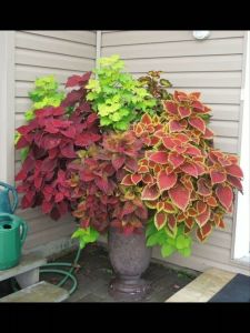 Cây lá gấm ngũ sắc tía tô cảnh mang đến sự phong phú cho không gian sống với màu sắc sặc sỡ tươi tắn Minh Hân Garden