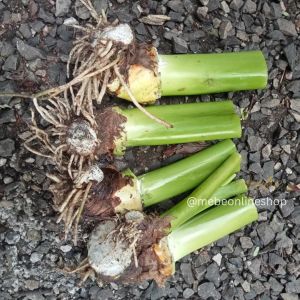 Houseplant Big Swamp Taro/Elephant Ear/Badiang/Galyang (Luzon only)