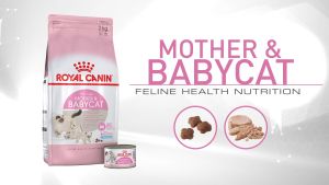 Hạt Royal Canin Mother & Babycat 🐶FREE SHIP🐶 Cho Mèo Mẹ & Mèo Con