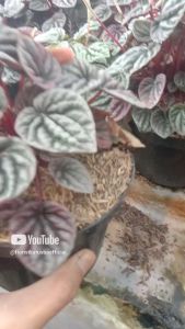 Tanaman Hias Peperomia Caperata Merah Ripple Red Kerut Merah Peperomia