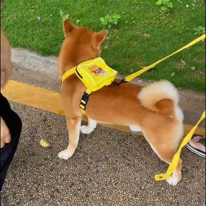 petme 💎 สายจูงหมา แมว สุนัข เชือกรัดสัตว์เลี้ยง กระเป๋าเป้ ขนาดพกพา มีหลายขนาดให้เลือก