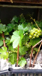 RED CARDINAL GRAPES my dahon at ugat na Kya cguradong madaling alagaan 🥰