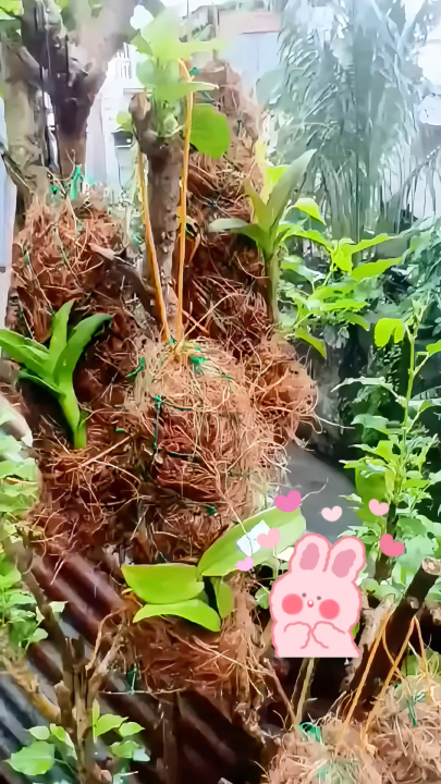 Coco wattles x coco fiber for Garden Bed, Orchids & Hanging Plants ...