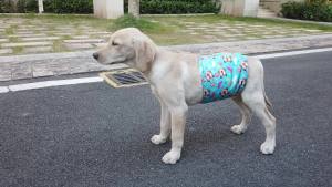 U Pick CuteBone Reusable Male Dog Diaper Washable Belly Bands for Male Dogs Wraps Fashion Dog Diaper Doggie Diapers