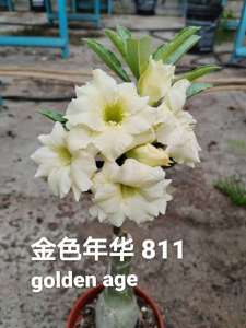 Adenium Obesum Bonsai ID 811 Golden Age 金色年华 富贵花