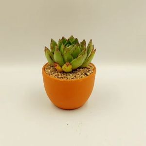 Chậu đất nung chậu sen đá - Trứng nhỏ 957 miệng chậu 9.5cm chiều cao 7cm