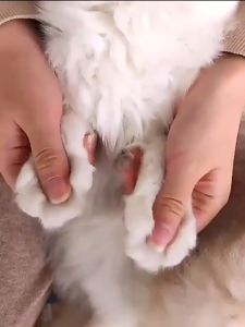 Durable Dog & Cat Nail Cutter: Multi-Use Pet Nail Tool