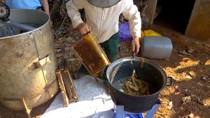 Mật ong hoa cà phê Đăk Lăk - Combo 5 chai 1 lít