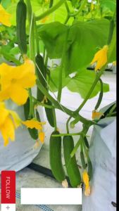 100pcs F1 Bunch Cucumber Seeds Lyalyuk Cucumber Heat Resistant Baby Cucumber Super Fruit