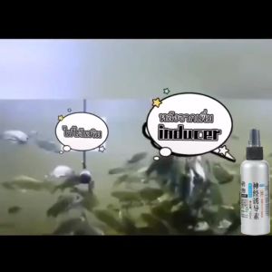 GDX 🔥 เหยื่อตกปลา DMPT คั่วคะ 100ml 🔥 หัวเชื้อตกปลา ฟีโรโมนตกปลา 💪 หัวเชื้อปลานิล 💦 หัวเชื้อล่อปลา 💆‍♀️ สารเร่งปลากิน 🙌 เหยื่อปลานิล 🌟 ผงกระตุ้นปลา 💪 ผงดึงดูดปลา 📸 หัวเชื้อสวาย 😍 หัวเชื้อผงตกปลา 🔥