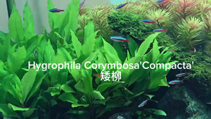 Hygrophila Corymbosa‘compacta矮柳-4 stems/emerge水上叶/Aquatic plant/Tumbuhan Akuatik