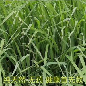 North Timothy Machine Drying Whole Grass 0.5kg เครื่องทิโมธีอบแห้งหญ้าทั้งใบ