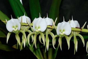Remaja anggrek ekor komet Angraecum Eburneum species Madagaskar spesi cantik spesies unik orchid