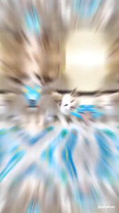 Combo 12 gói súp thưởng Mr.Vet bổ sung dinh dưỡng cho mèo