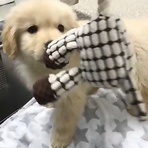 Đồ Chơi Thú Cưng Nhồi Bông Hình Con Lừa Phát Ra Âm Thanh Cho Chó Mèo - Thú Cưng Của Tui