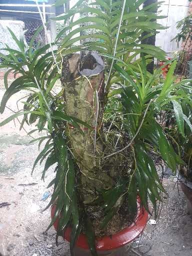 COMBO%20Nhi%E1%BB%81u%20M%C3%A0u%20C%C3%A2y%20Lan%20Gi%E1%BB%91ng%20Mokara%20cao%2030-40%20Cm%20(%C4%90%E1%BB%8F,V%C3%A0ng,T%C3%ADm,H%E1%BB%93ng,Cam)%20-%20Image%207