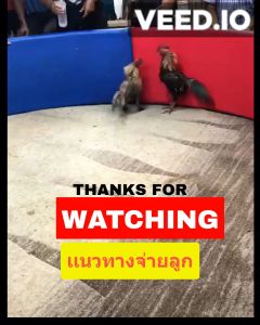 เจ้าสาหล่อ สูงสำหรับไข่เชื้อไก่ชน S.มีสุวรรณ 100% คุณสามารถร้านส่งไวรับร้านที่ต้องการได้