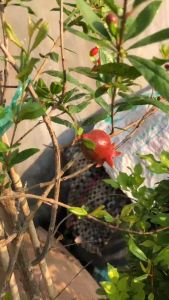 Cây lựu đỏ Ấn độ đúng chất đỏ lừ! MAI HUY SINCE 2008