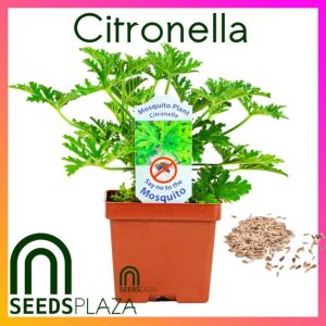 SeedsPLAZA™ - Citronella Plant Seeds for Planting Herbal Plants + Instructions for Hybrid F1 Mosquito Killer Plant Seed