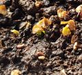 50 BENIH [SEGAR] Golden Penda Flower Tree🌻 Honey Plant🐝黄金熊猫花树苗🌻蜜源植物🐝Bunga Penda Emas Plant Tumbuhan Madu🐝 Xanthostemon Chrysanthus / Xanthostemon Youngii bunga kesukaan kelulut. 