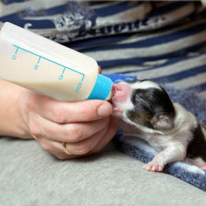 60ml Cat Kitten Feeding Bottle Nursing Bottle for Puppy Baby Dog  Feeder Milk Bottle Botol Susu Anak Kucing 奶瓶