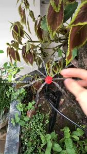 Béc tưới 8 tia 0-70L/h tưới gốc điều chỉnh được lưu lượng giá rẻ nhất