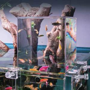 Bể cá úp ngược |Hồ cá bay acrylic hiệu ứng cá bay|Hồ cá úp ngược trang trí áp suất âm box acrylic mica tăng trải nghiệm