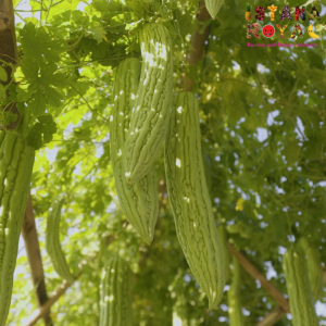 FRESH BITTER GOURD SUPERFOOD FOR YOUR WELLNESS IMPORTED FROM MALAYSIA - 1 PCS - ISTANA ROYAL FRUITS