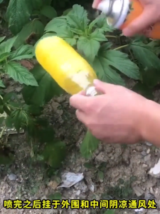 Monqiqi สารล่อแมลงวันทอง เมทิลยูจินอล สเปรย์กาว 450ml ดักจับแมลงวันทอง กับดักแมลงวันทอง เข้มข้นสุด สารล่อแมลงทอง ยากำจัดแมลงวันทอง น้ำยาล่อแมลงวันทอง กาวดักแมลง