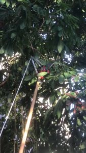 Bộ Kéo Cưa Cắt Cành Trên Cao - Công Nghệ Nhật Bản