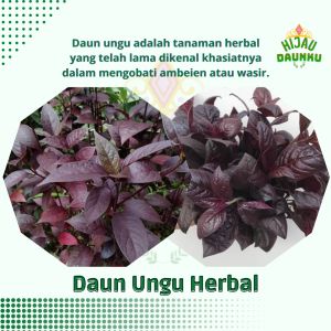 Daun Ungu Herbal Handeleum Tanaman Handeuleum Obat Wasir Ambeien Ambeyen