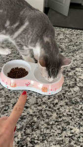 【2 Years Warranty】MOVA PF10 Pro Smart Pet Feeder | 3.4L Food Capacity | Food Bowl Weight Scale | Smart APP Control