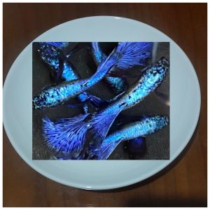 (Xả Trại) combo 10 tặng 2 bé cá 7 màu RỒNG TÍM size sinh sản trang trí hồ cá cảnhbắt theo cặp trống máibảo hành vận chuyển toàn Quốc