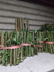 BIBIT TANAMAN PAKAN TERNAK TELO PAPUA