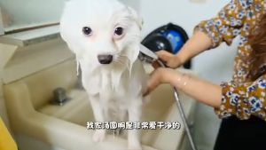 Pet hair dryer Large dog hair dryer High power low noise Teddy Golden retriever hair dryer