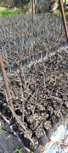 ตาลฟ้าถุง3.5×8