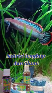 Fish Booster Vitamin ikan Hias
