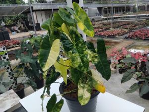 ฟิโลเดนรอนเบอเบิ้ลมาร์ค ต้นไม้ประดับสวยสวยสวนป้าพร ต้นไม้ฟอกอากาศ