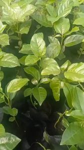 Fruit Tree  - Anak Pokok Red Passion Fruit 红皮百香果树苗