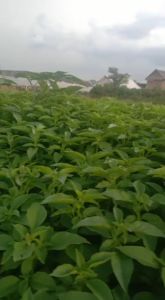 Benih Kemangi Basil SARI WANGI 25 Gram Cap Mutiara Bumi