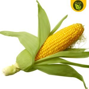 100 Seeds for Planting Binhi Yellow Sweet Corn