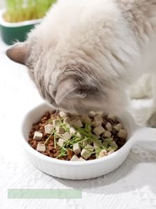 Giveaway: 8 Packs of Cat Grass Seeds for Soilless Cultivation & Potted Pet Grass