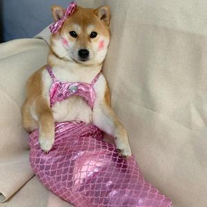 Funny Costume Dog Mermaid Cat Fish Tail One-Piece Photo Prop Small Shiba Inu Pet Clothing Casual Style Half Skirt Design